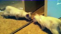 Funny Videos 2014 Funny Cats Video Funny Cat Videos Ever Funny Animals Funny Fails 2