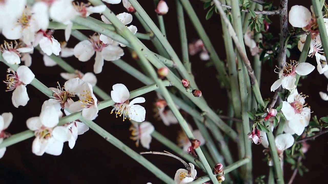 Bouncing flowers - Iraq, Kurdistan