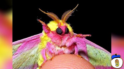 15 Horrifying Animals That Should Not Exist