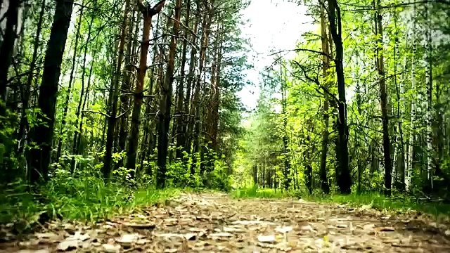 Красивая зеленая природа