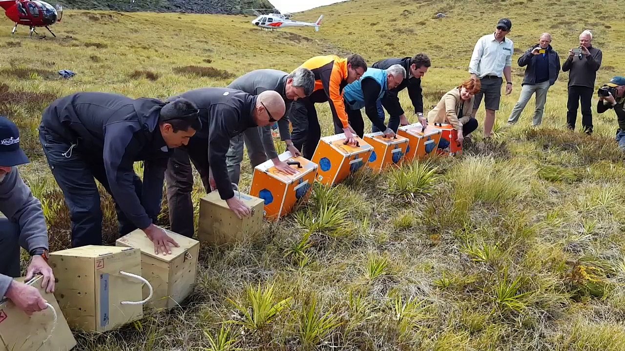 Takahe release