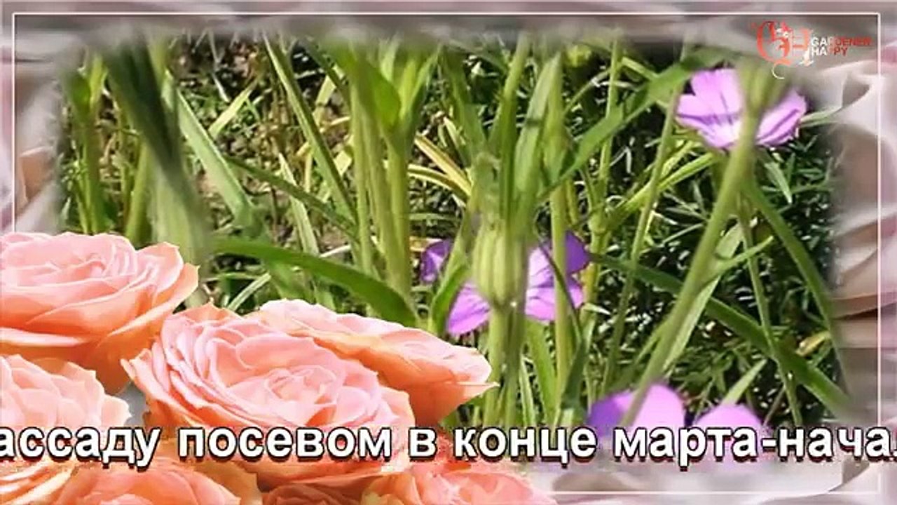 Анхуза капская