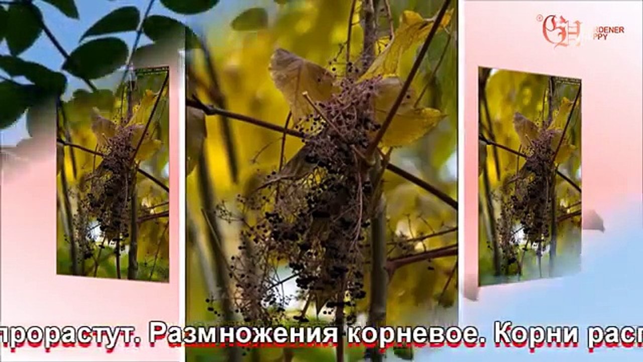 Аралия маньчжурская выращивание и уход
