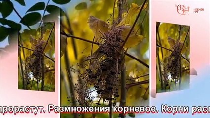 Аралия маньчжурская выращивание и уход