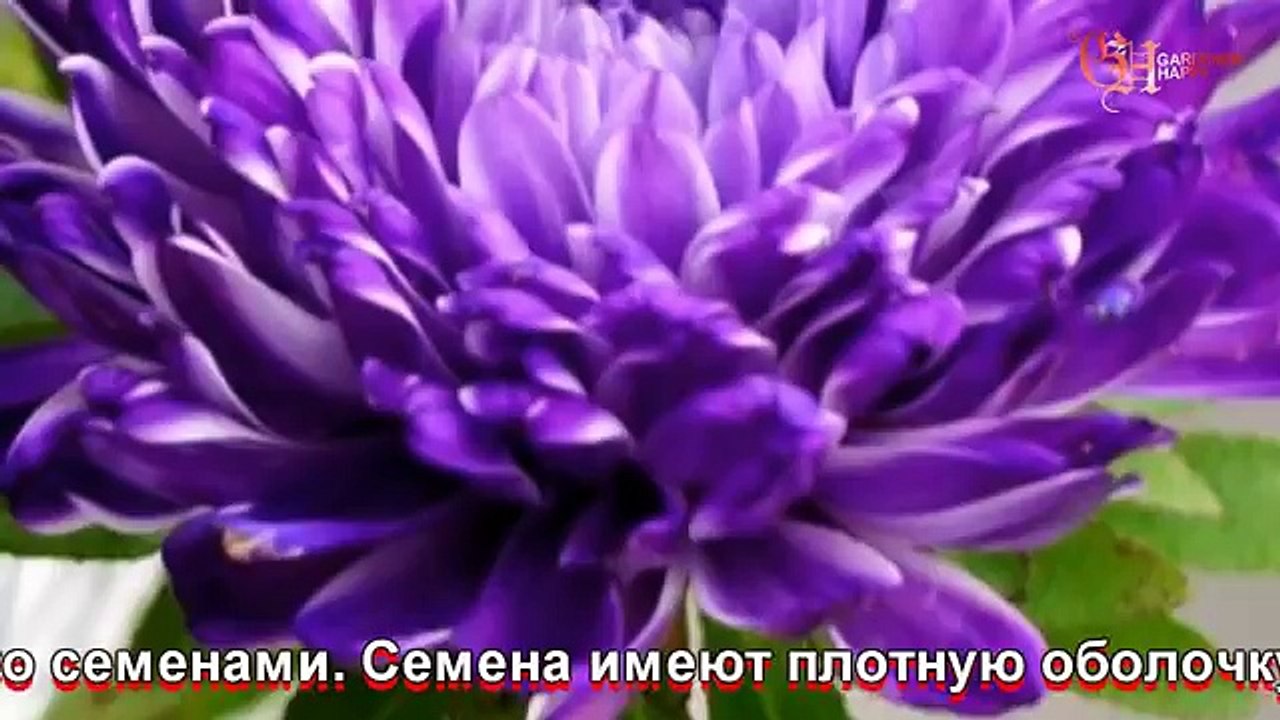 Астры посев и выращивание
