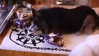 Meko's Christmas surprise