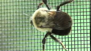Macro - Bee crawls on window screen