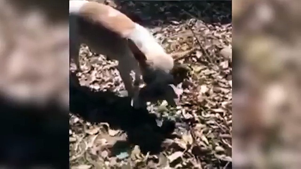Partorisce ma il cucciolo non ce la fa, la reazione commovente della madre