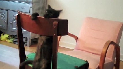 Funny Cats Compilation 3 Minutes Best Funny Cat Ever