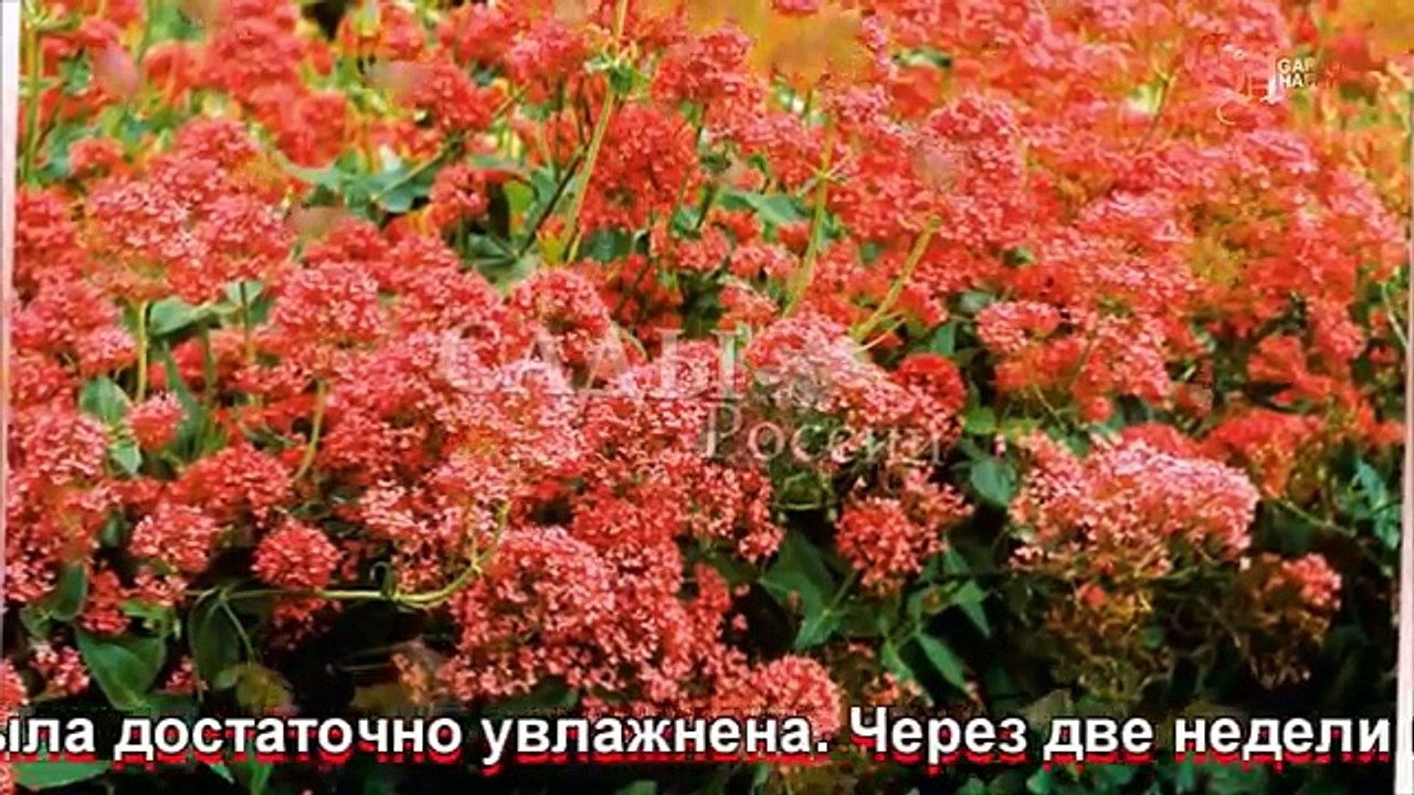 Валериана выращивание из семян