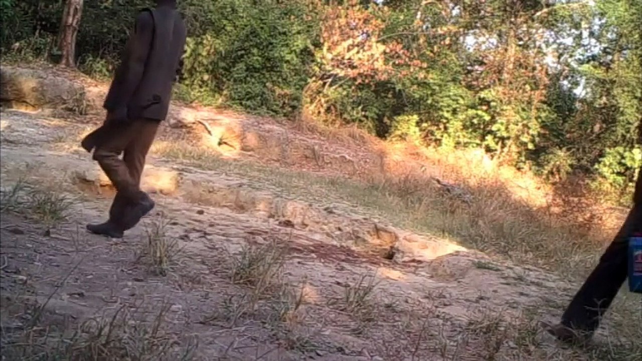 Vidéo éléphants