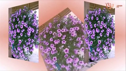 Выращивание ноланы