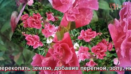 Годеция выращивание и уход фото шоу