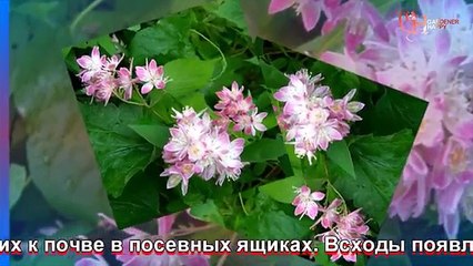 Дейция посадка и уход