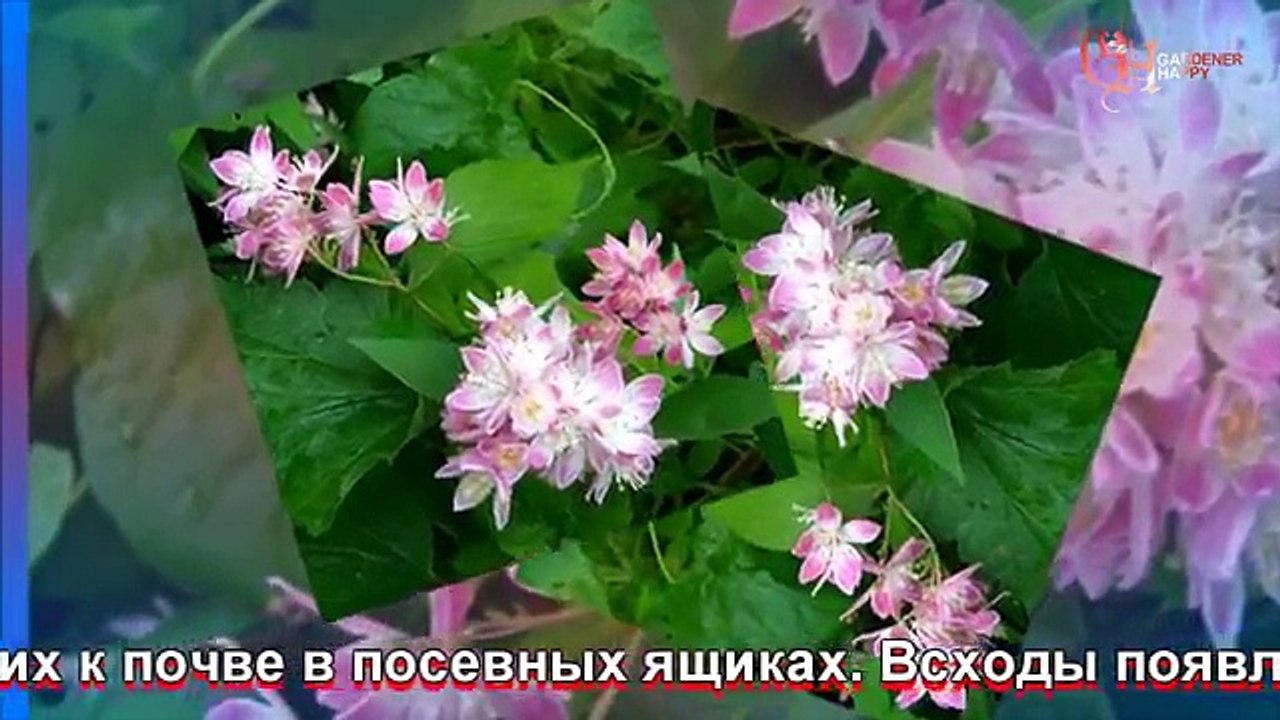 Дейция посадка и уход