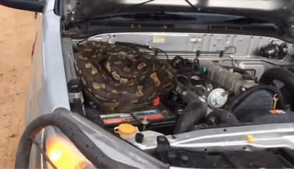 Descubren serpiente pitón en motor de su jeep