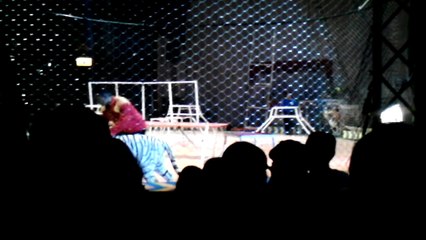 Amazing Animals Video - Watch Amazing Tiger on Circus