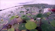 Cool effect created by pouring water on lotus leaf