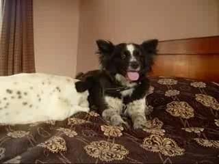 Dogs Playing in My Room 🐶