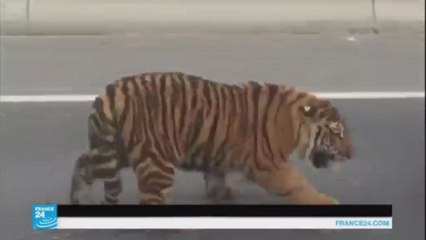 نمر يتجول في شوارع الدوحة