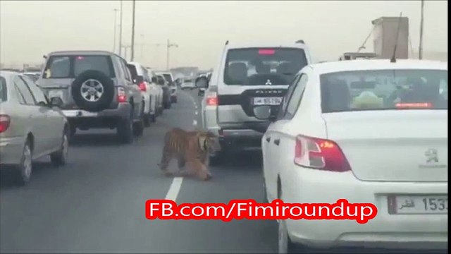 Tiger spotted dodging busy traffic on Doha road
