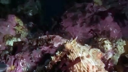 Un combat entre la pieuvre et la baleine