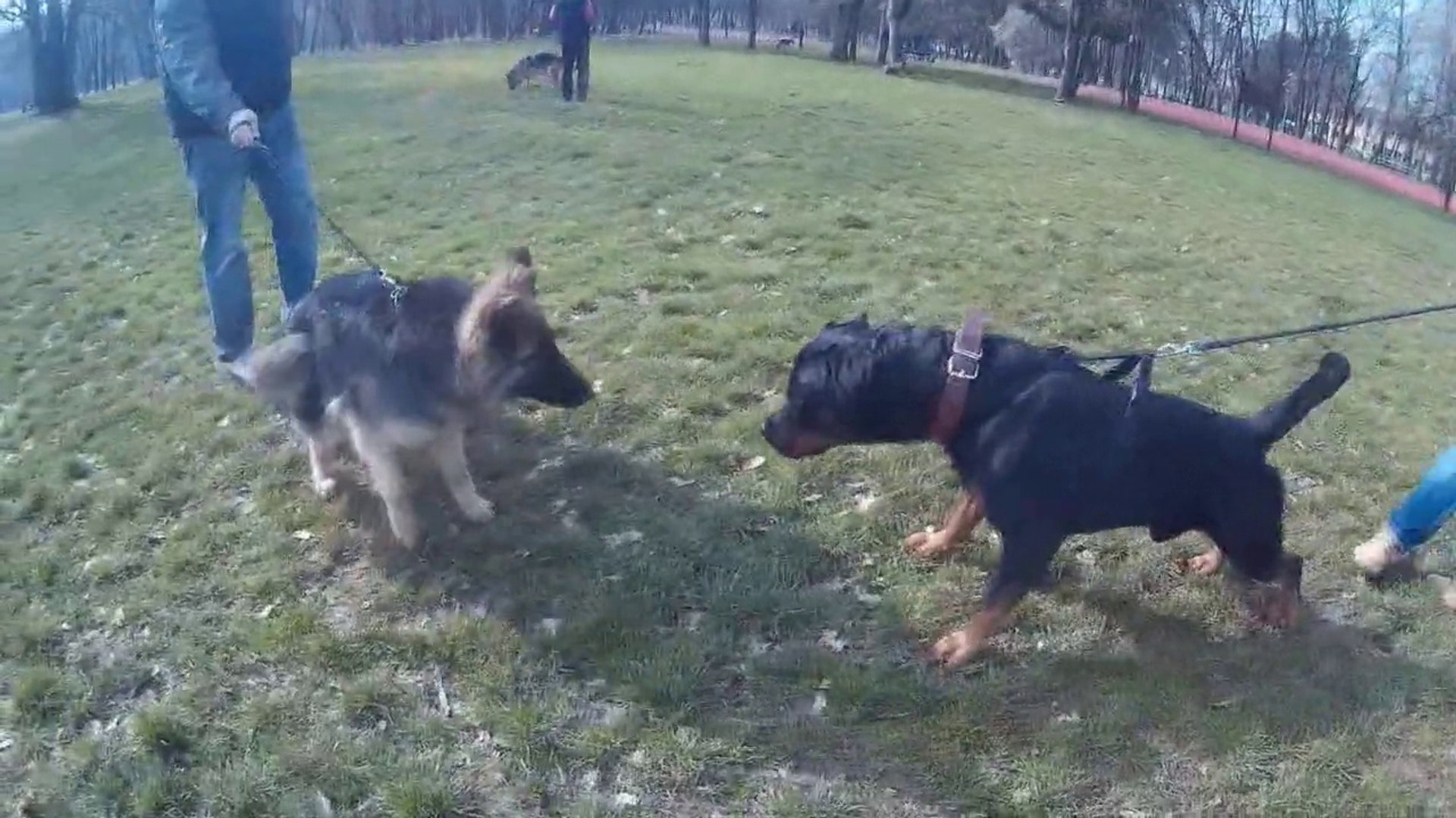 ⁣Rottweiler vs Long Haired German Shepherd