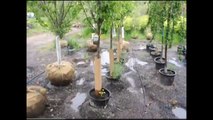 Yrr       Pear Trees    Bucks County Pa Grower