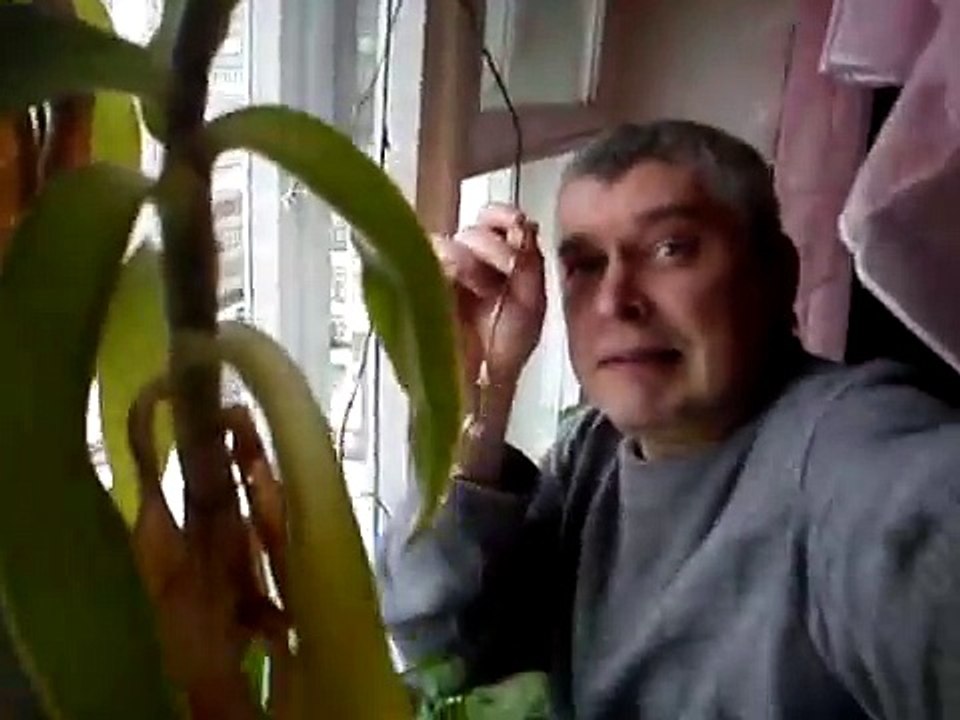 Видео про цветок Золотой или жирный ус цветёт у меня цветы