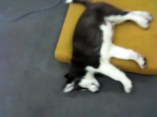 The most tired puppy ever