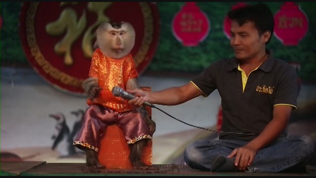 Los espectáculos de monos en Tailandia se reinventan