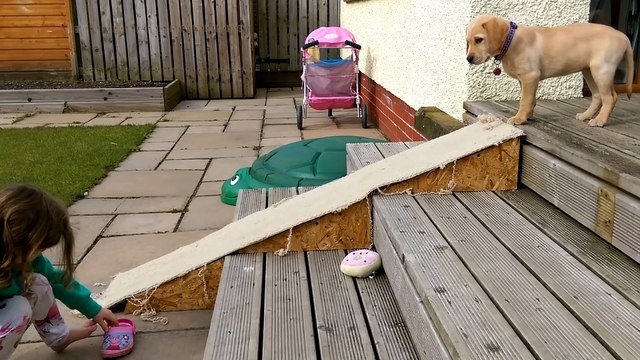 Cute labrador puppy slides down ramp