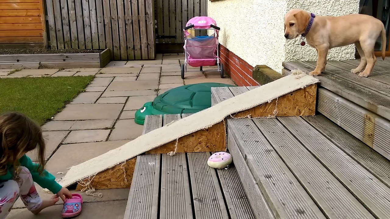 Cute labrador puppy slides down ramp