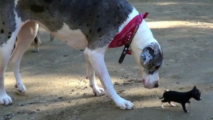 Little Puppy Meets Big Dog