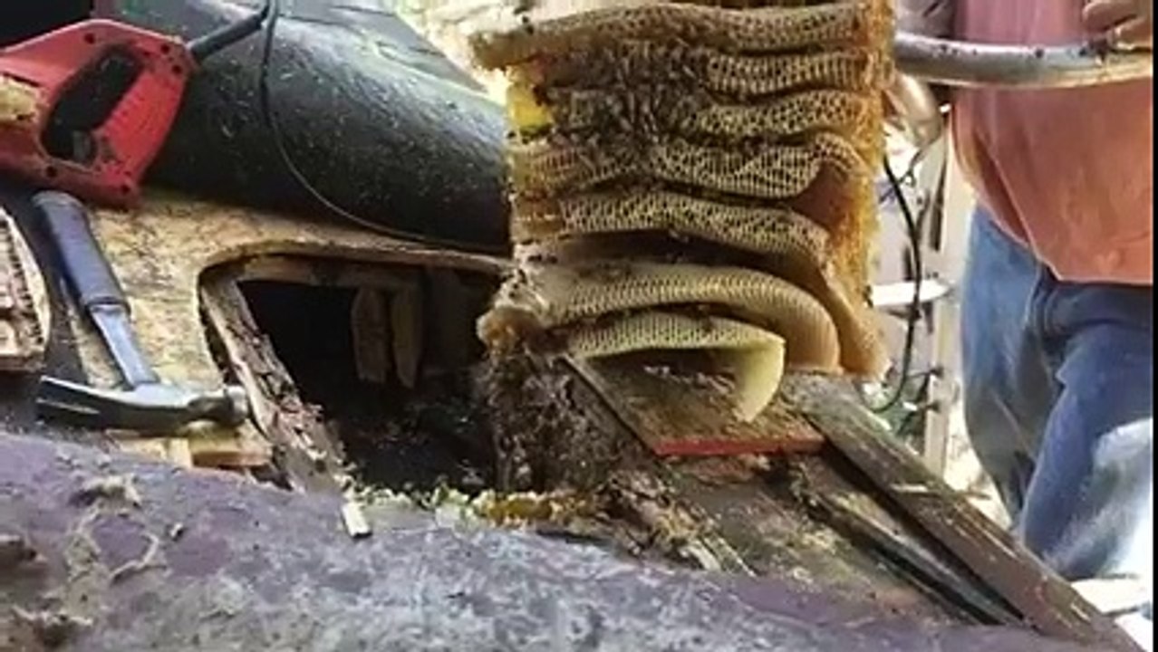 Δείτε από που έβγαλε μελίσσι και πόσες κηρήθρες έφτιαξε μόνο του
