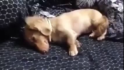 Can this dog really be sleeping