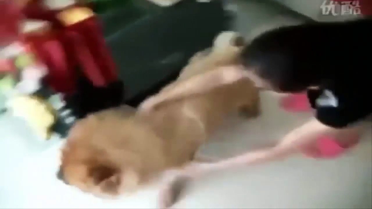 Dogs don t want to bath -Funny Dogs Shower Compilation 2015