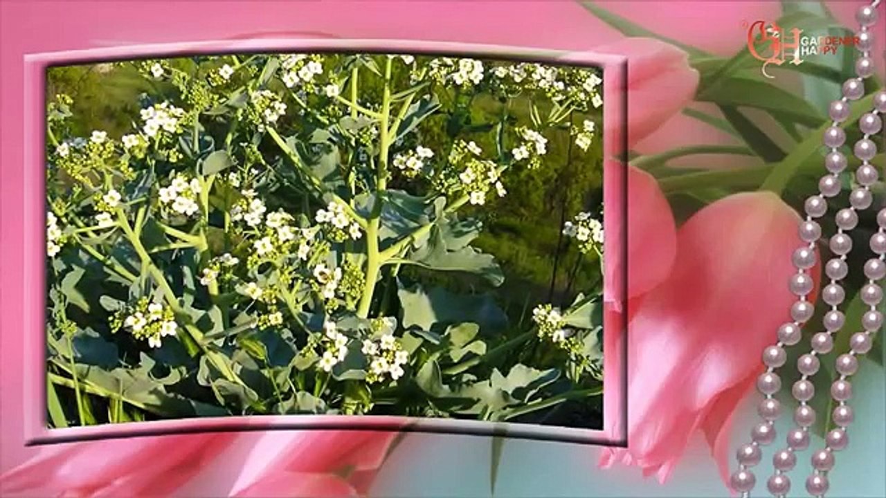 Катран посадка выращивание и уход