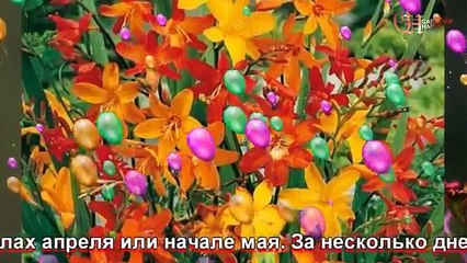 Крокосмия выращивание и уход