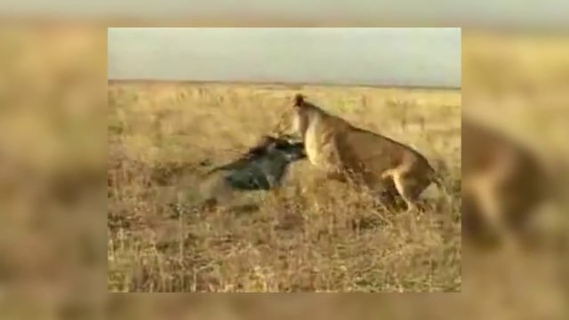 5 Невероятных Битв Животных Снятых На Камеру