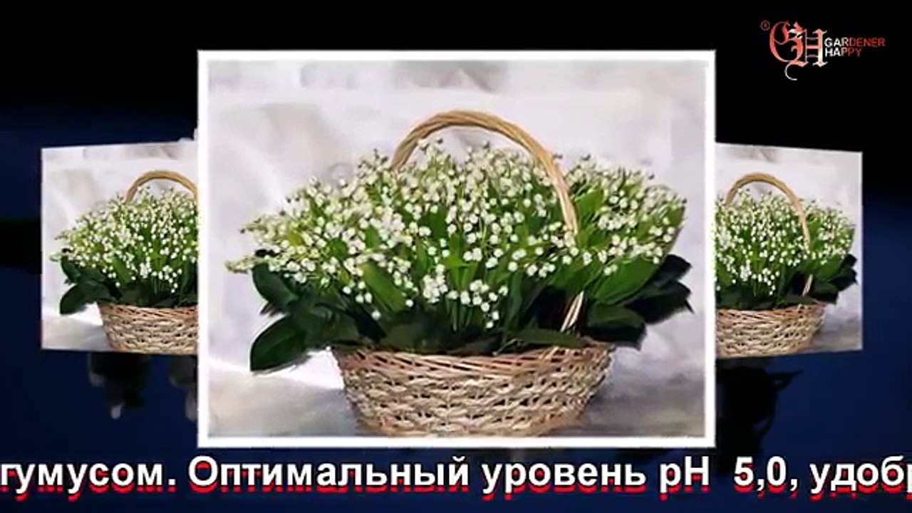 Ландыши посадка, выращивание и уход