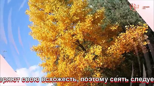 Лириодендрон выращивание из семян