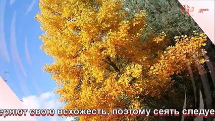 Лириодендрон выращивание из семян