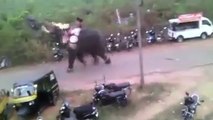 Elefante se rebela e quebra tudo em festival na Índia