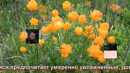 Марьин корень выращивание, посадка и уход