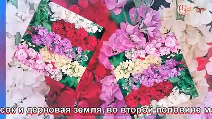 Маттиола посадка и уход