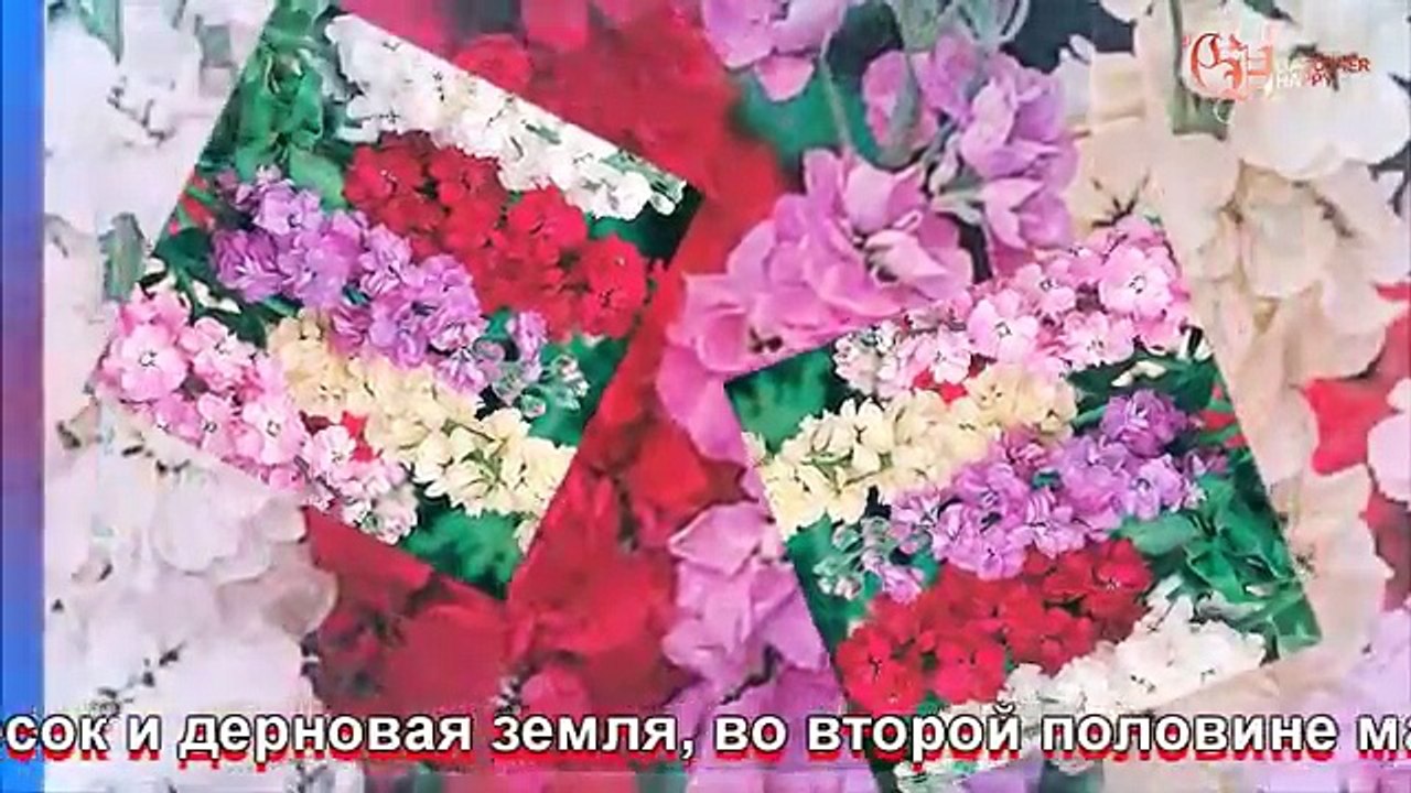 Маттиола посадка и уход