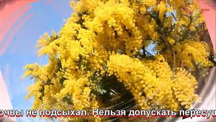 Мимоза стыдливая выращивание из семян