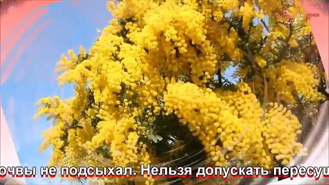 Мимоза стыдливая выращивание из семян