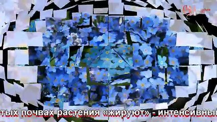 Незабудка голубая посадка и уход